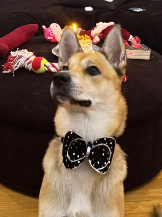 A dog with bright eyes and a polka-dot bow tie
